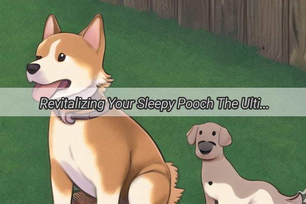 Revitalizing Your Sleepy Pooch The Ultimate Guide to Energizing Dog Treats